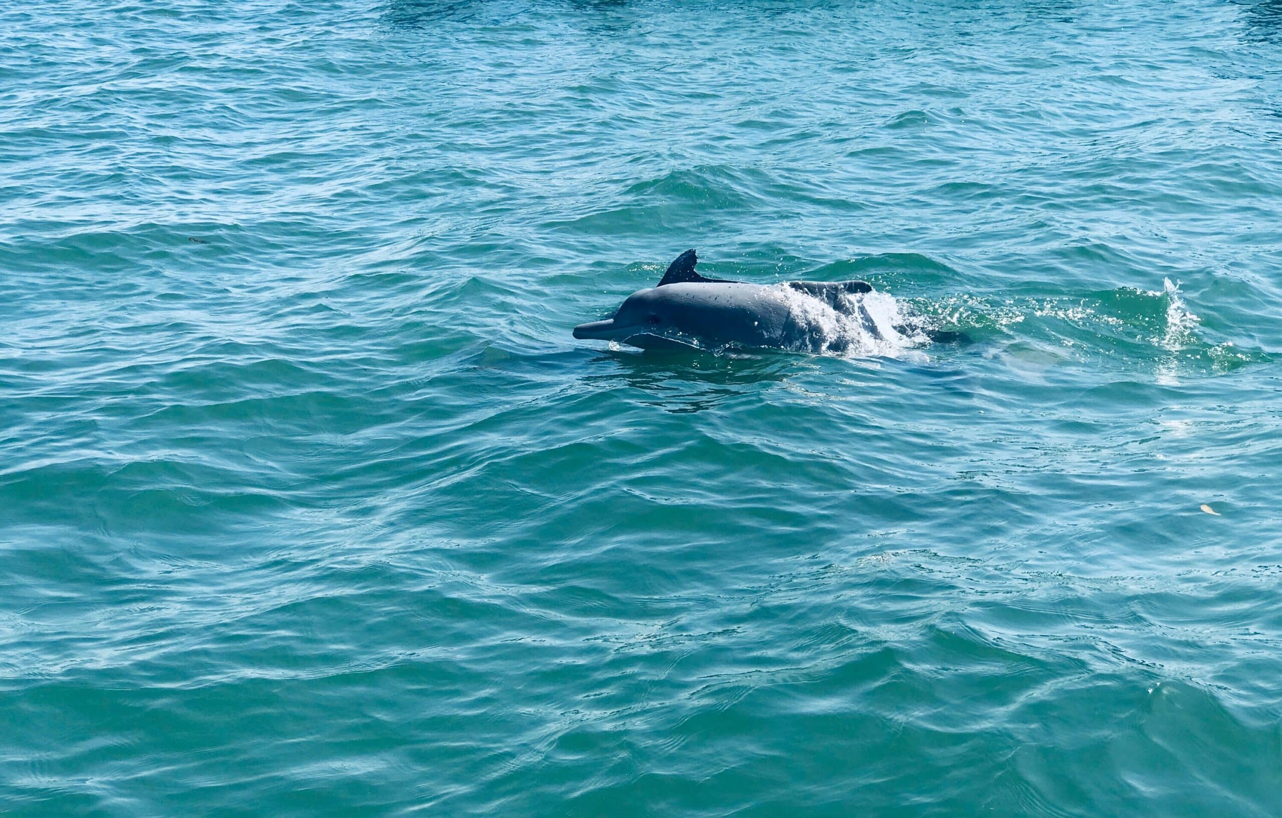 Dolphin Tour Goa