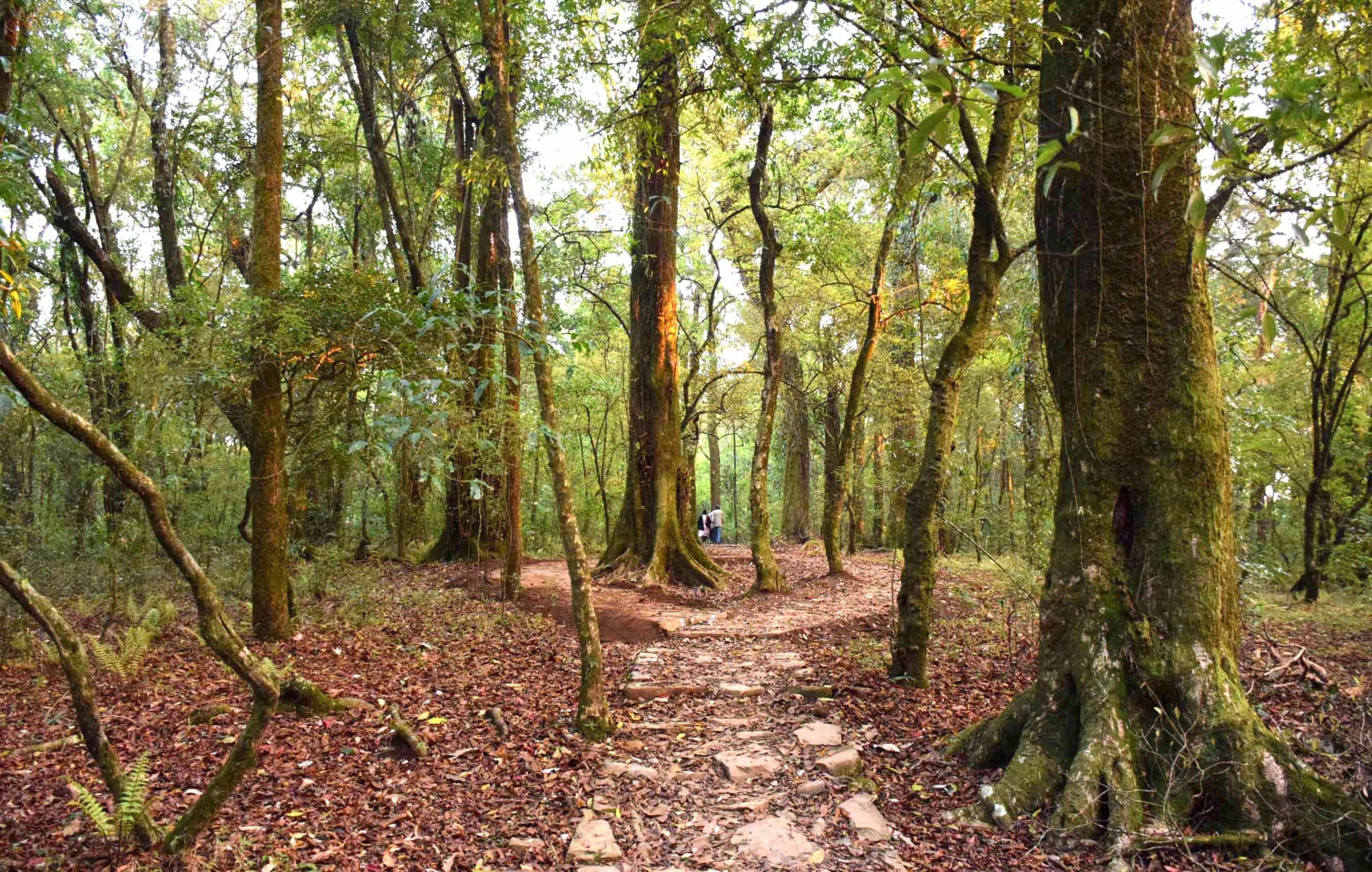 The Secred Grove at Mawphlang 