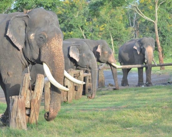 Theppakadu Elephant Camping