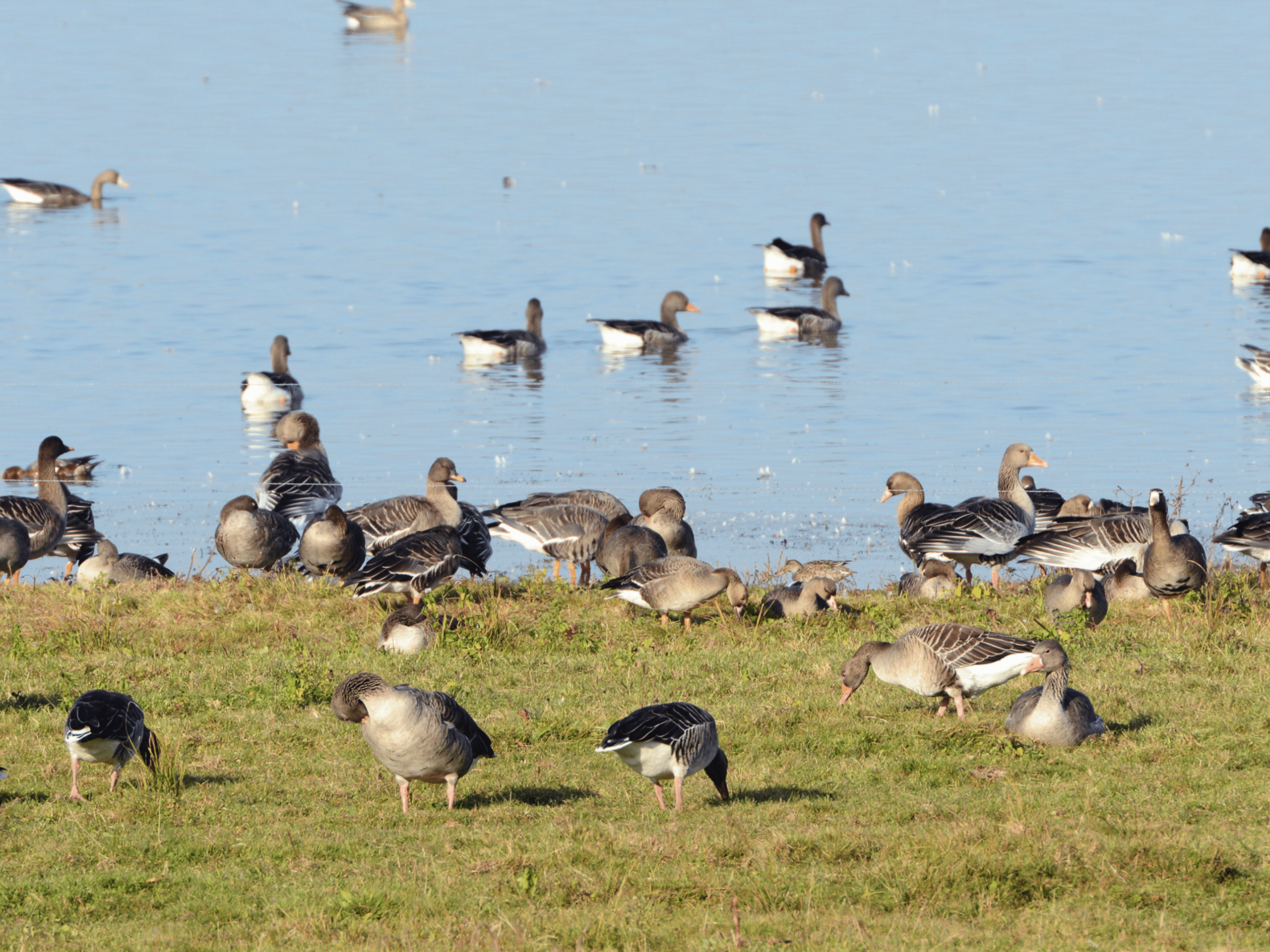 a group of birds at jack miner bird sanctuary