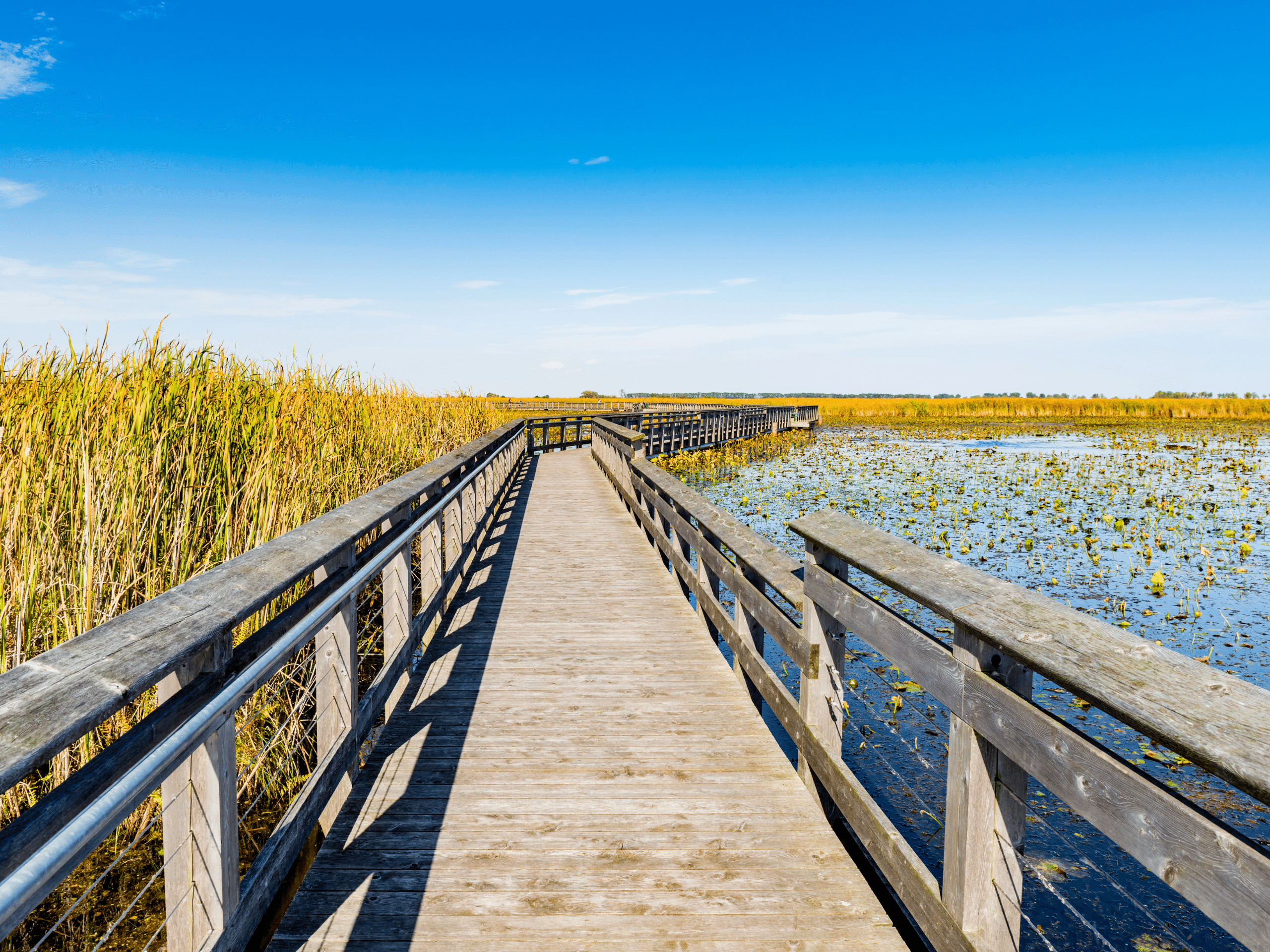 the marshboard pathway at point pelee national park