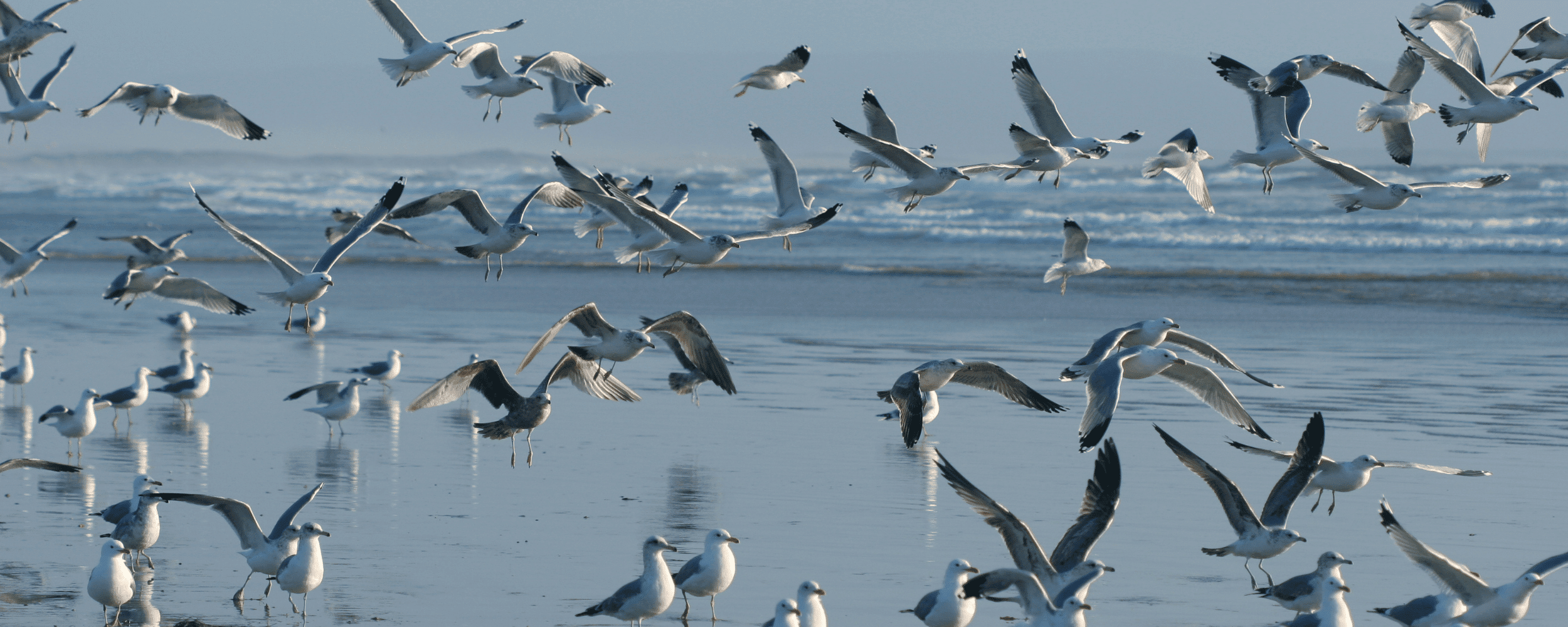 seabirds at the beach