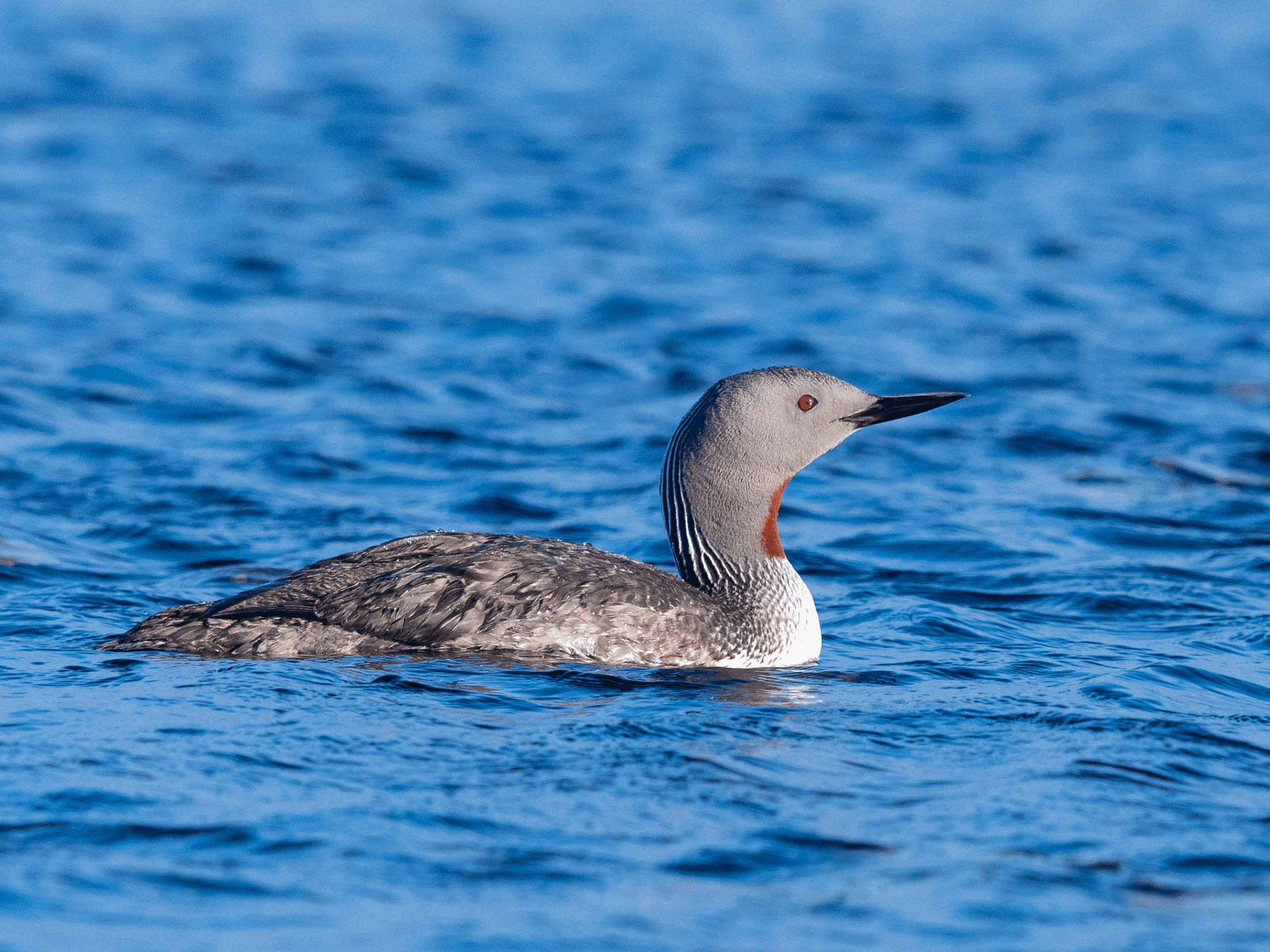 a red throated loon in cresswell beach water