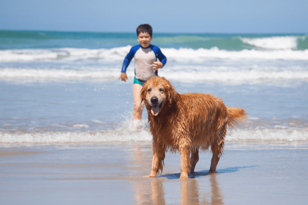 a small boy with his dog at the beach near santa monica