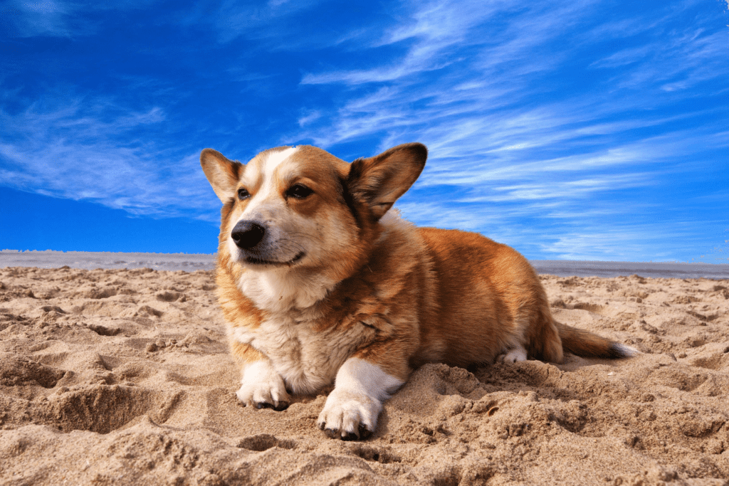 a dog sitting on the beach sand at granada dog beach near rosie's dog beach