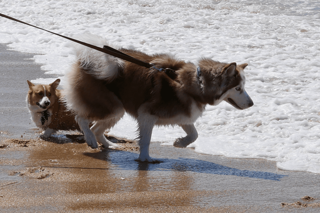 a mother dog and pup playing at sycamore dog beach