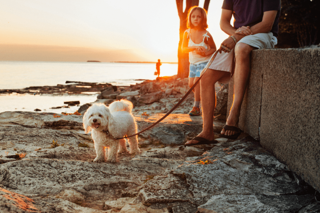 a small cute dog on leash with its owners enjoying the sunset at the rocky bay of staircase beach