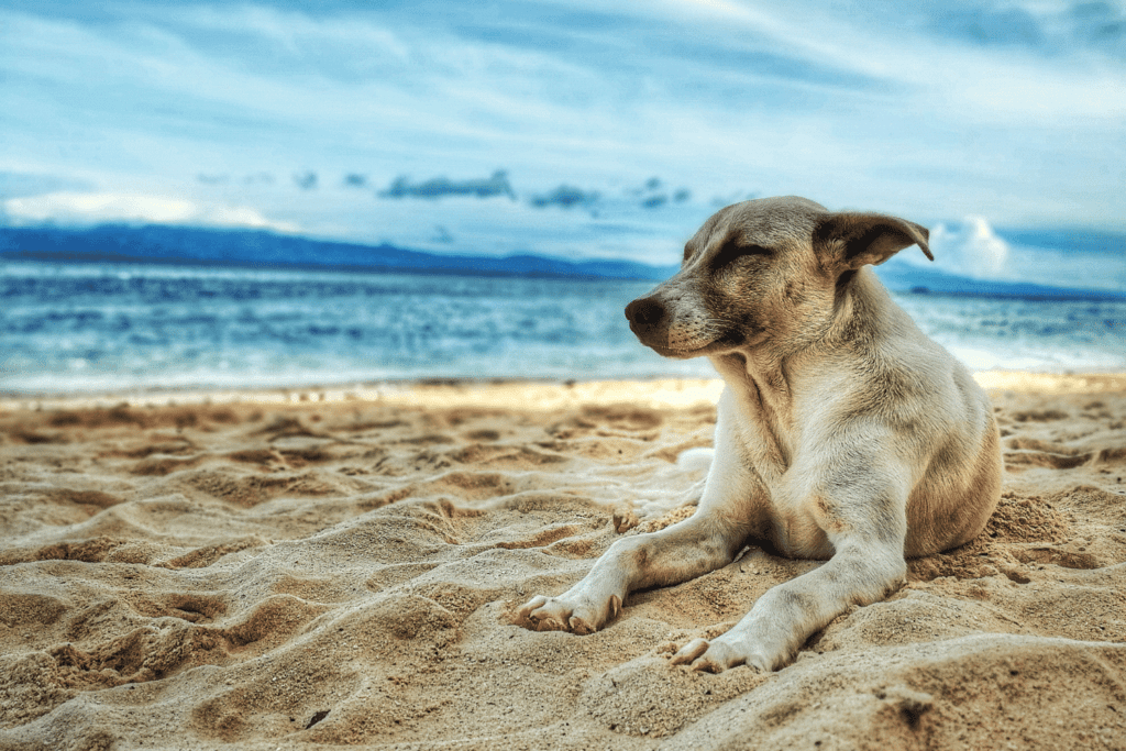 a dog resting on the beach sand at jupiter dog beach