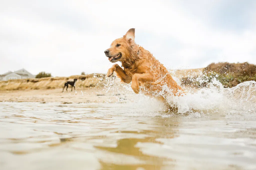 a dog splashing water and playing at rosie's dog beach near santa monica