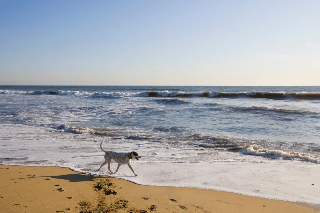 a off leashed white dog with black spots running on the beach sand at huntington dog beach