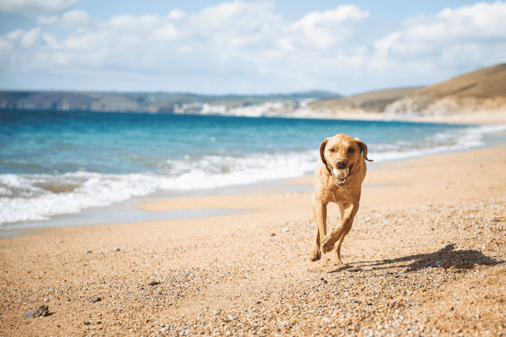 A dog running on the beachsand at Rosie's dog beach