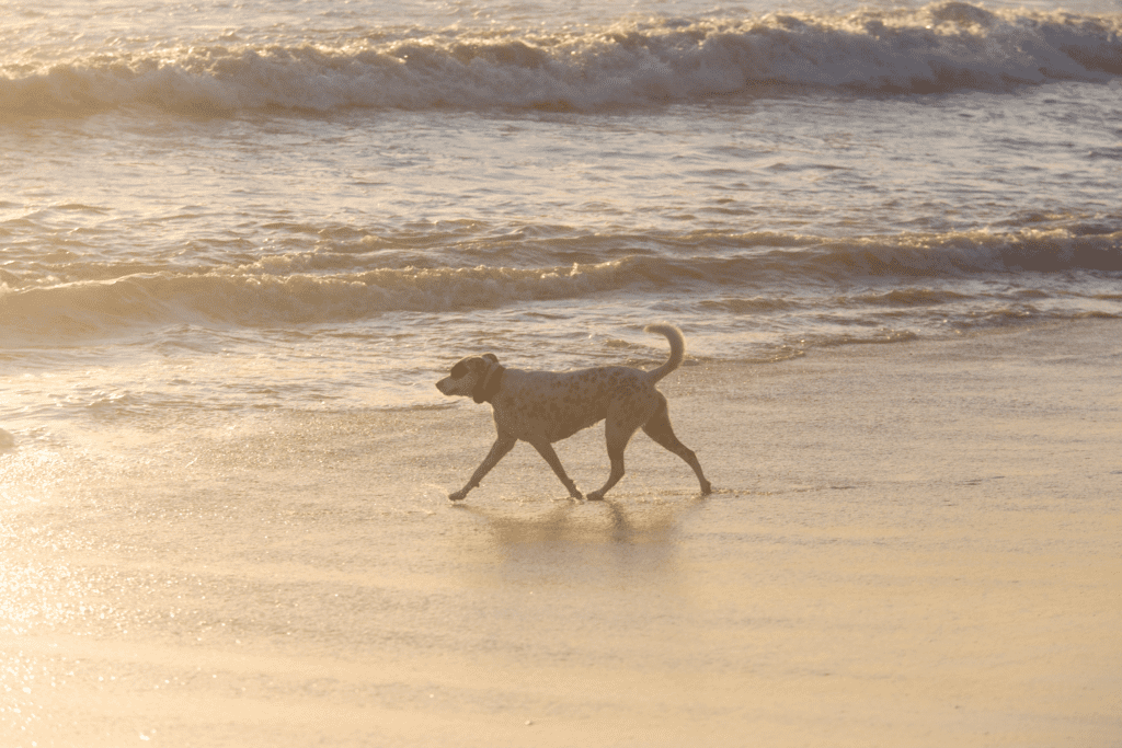 a dog playing off leash at Huntington dog beach
