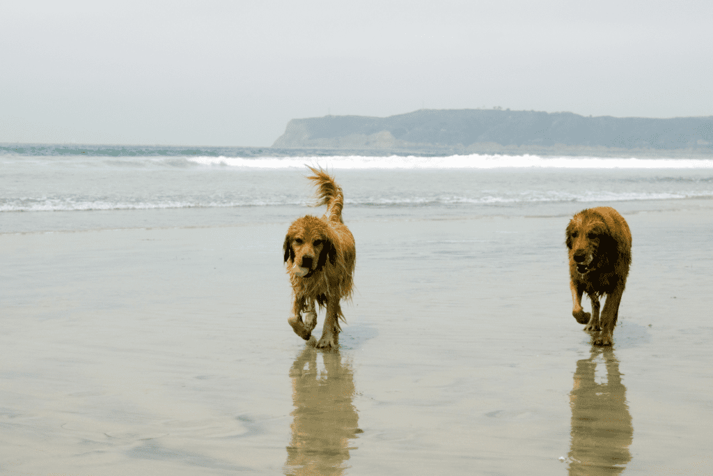 two dogs running off leash along the beach at coronado dog friendly beach
