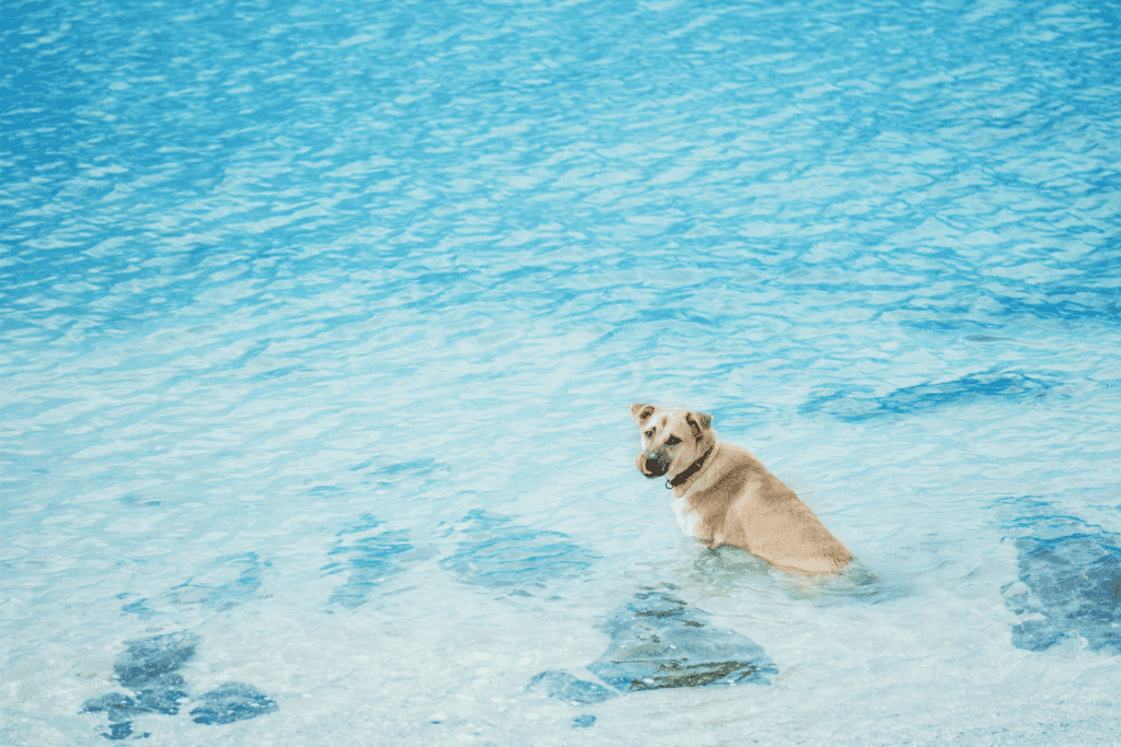 a dog playing in the dog beach in los angeles