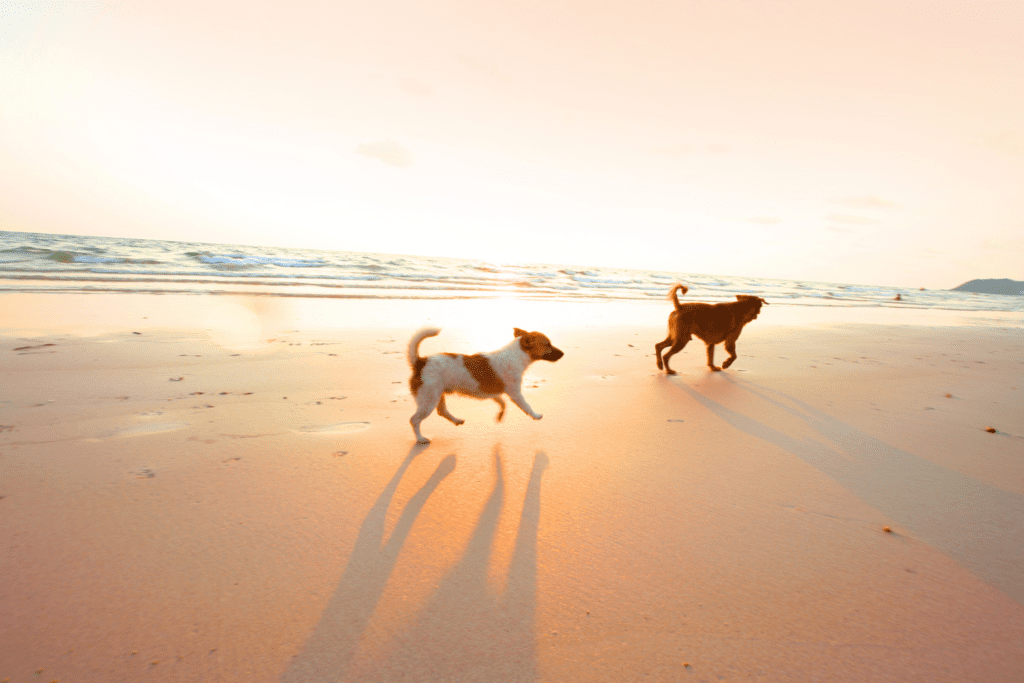 two dogs running and playing at the Belmont Shore dog Beach