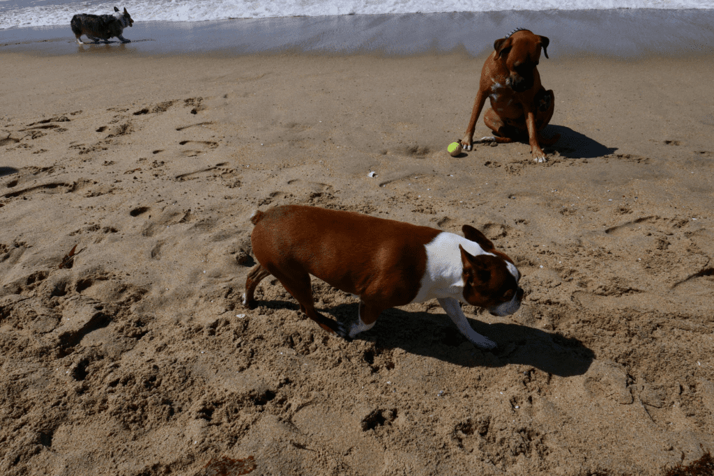three dogs playing with a yellow ball at the huntington dog beach near me