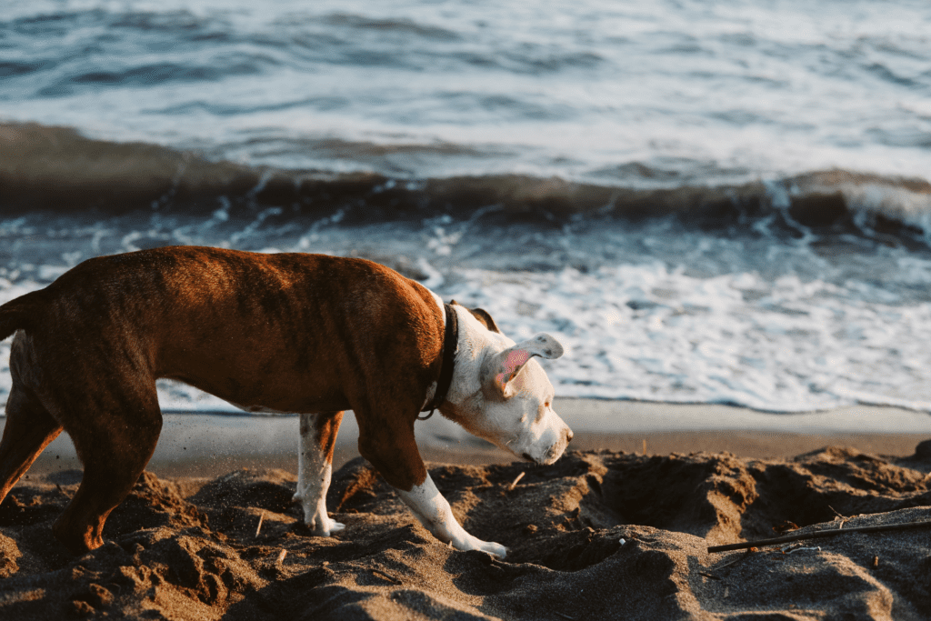 a dog playing at the sand along del mar beach in san diego