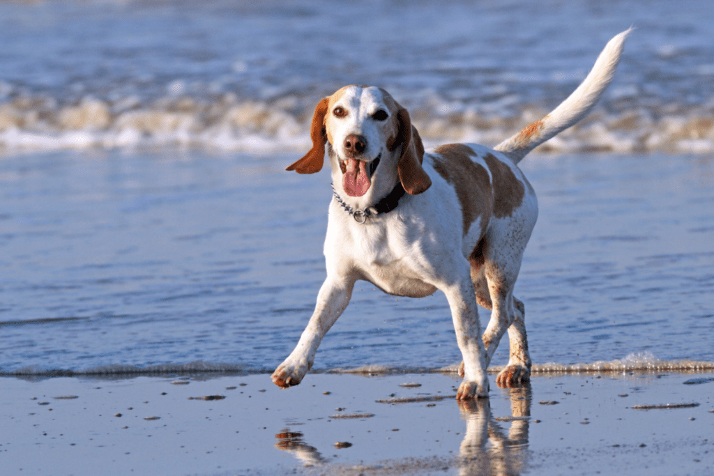 a dog at the beach in outer banks of north carolina