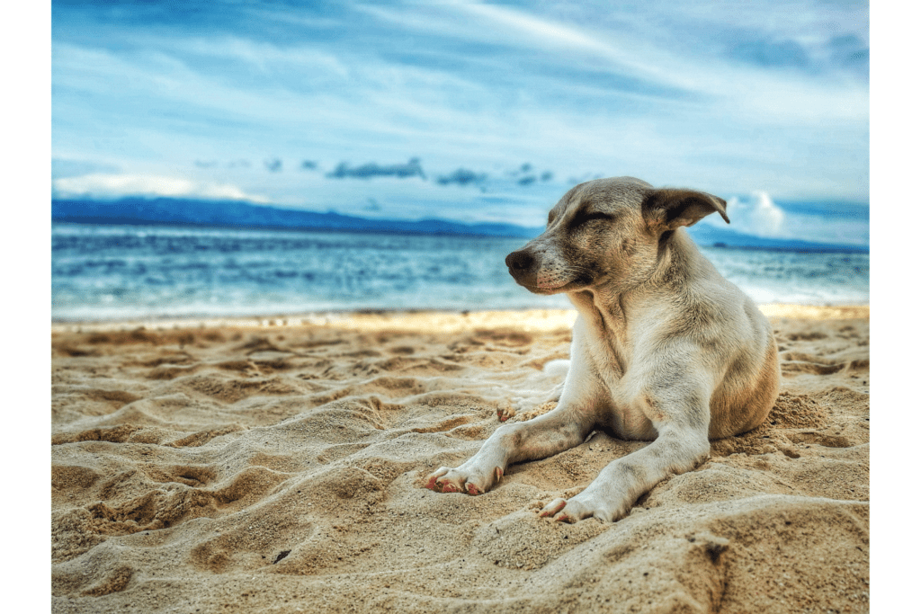 a dog at beach in USA