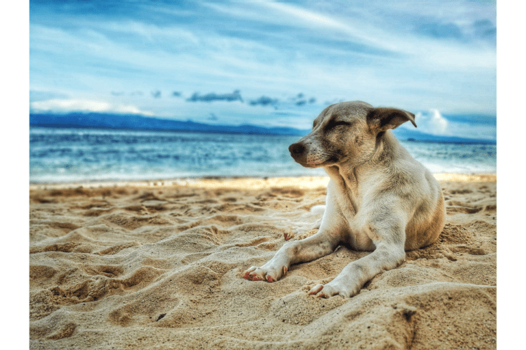 Pet Friendly Beaches Near Me In The USA That’s Worth A Visit