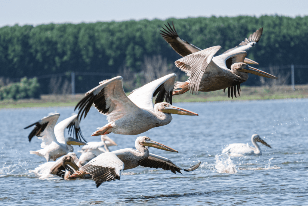 a group of pelicans flying together at the bill baggs state park