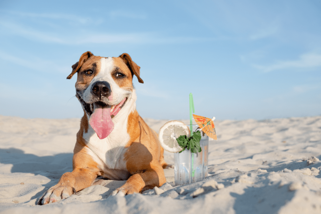a dog relaxing at cannon beach in oregon