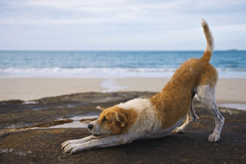 a dog at wildwood dog beach