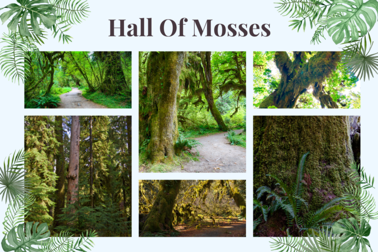 Hall of Mosses: Unveiling the Magic of the Hoh Rainforest