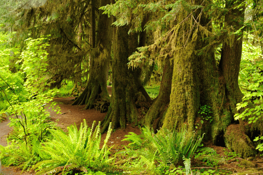 Hall of mosses in Hoh rainforest.