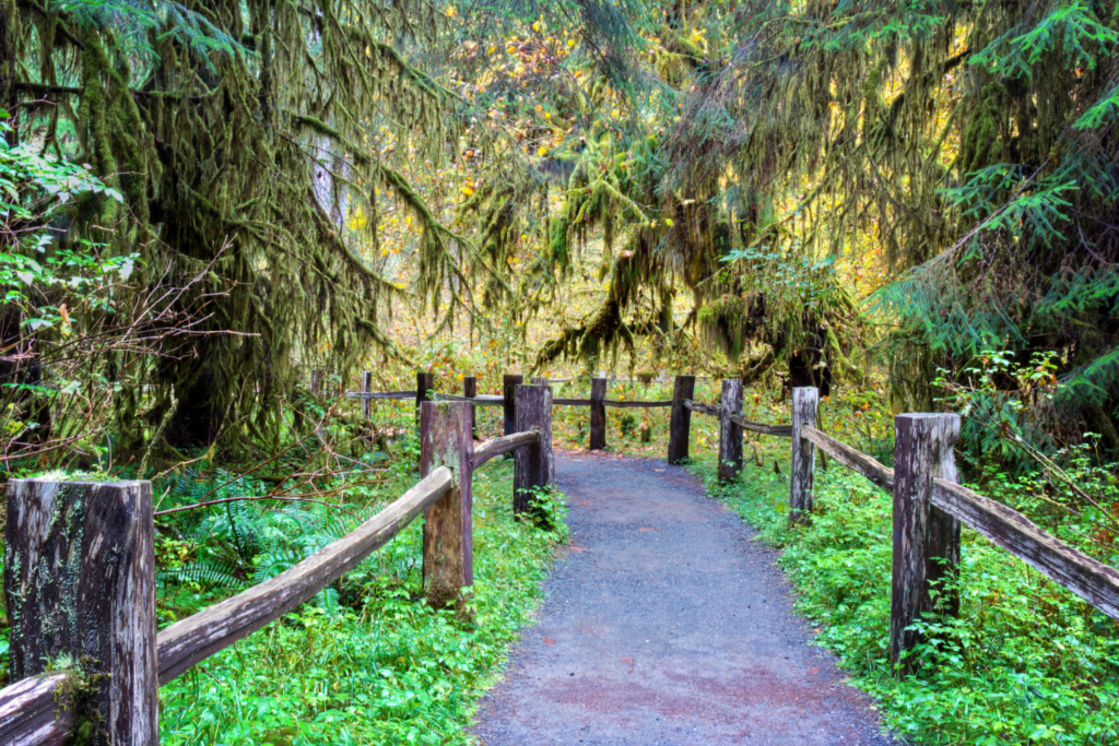 Hiking trail in Hall Of Mosses in Hoh Rainforest.