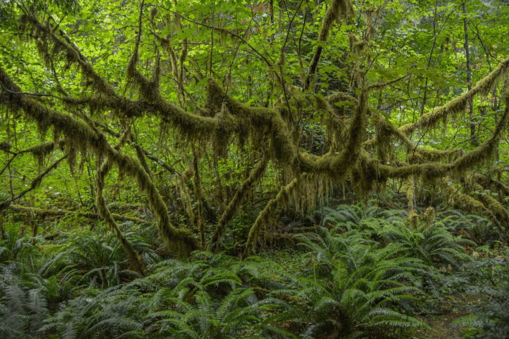 Hall of Mosses in Hoh rainforest in November.
