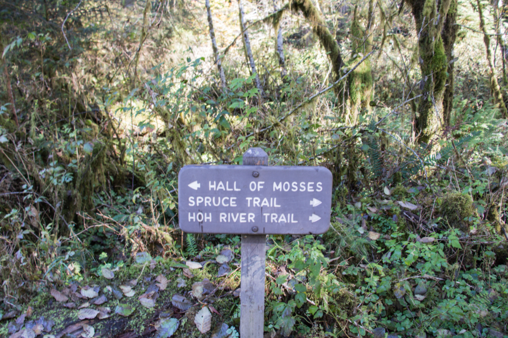 Hall of Mosses hiking trail sign in the Hoh River Rainforest of Olympic National Park, Washington