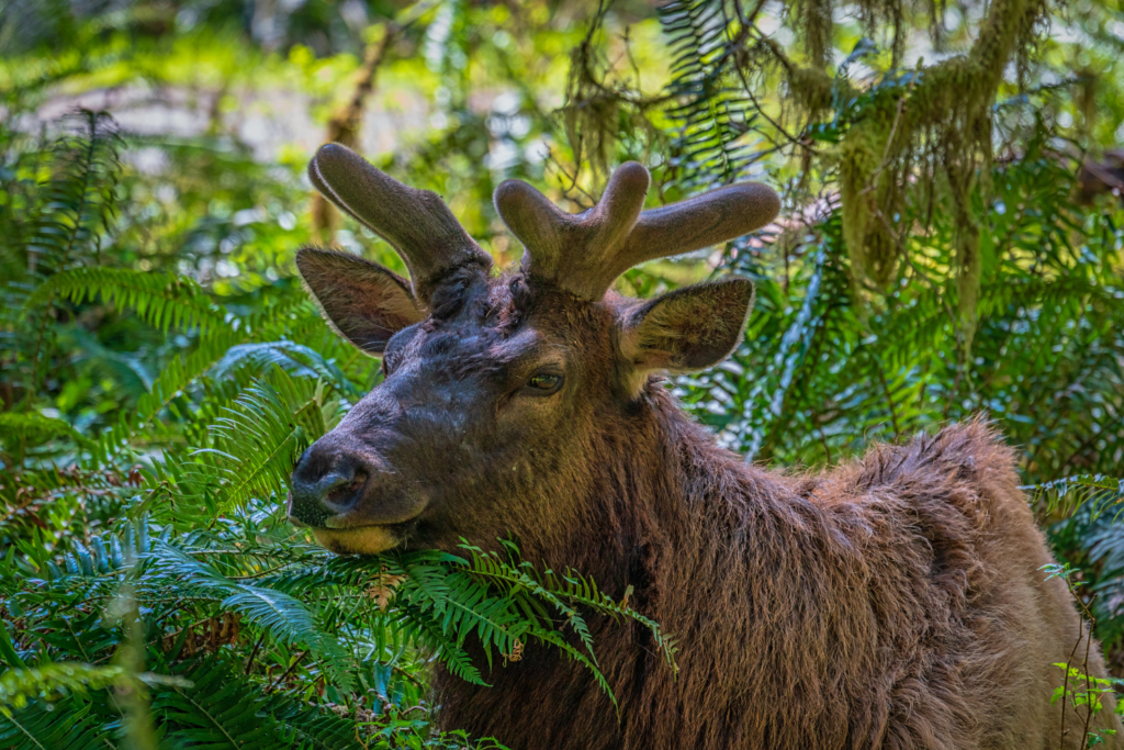 Roosevelt Elk in the Hoh River Rainforest.