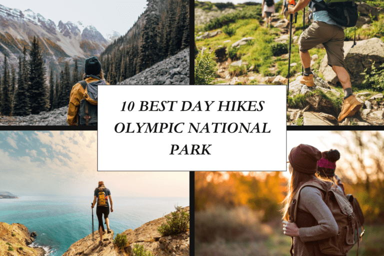 10 Best Day Hikes Olympic National Park: An Amazing Odyssey