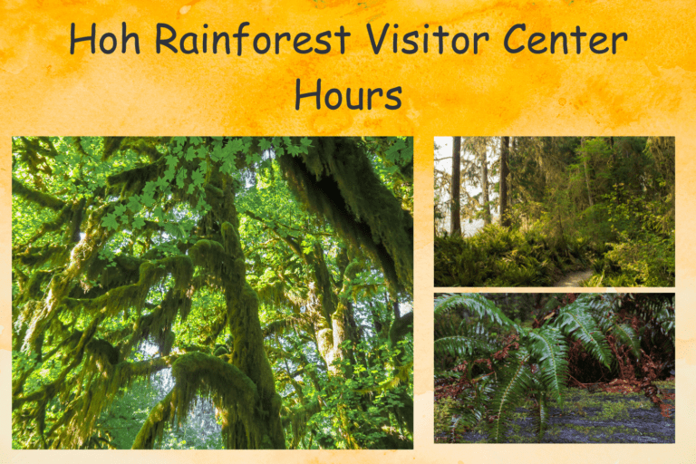 Hoh Rainforest Visitor Center Hours: Everything You Need to Know