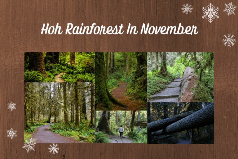 Exploring the Amazing Hoh Rainforest in November