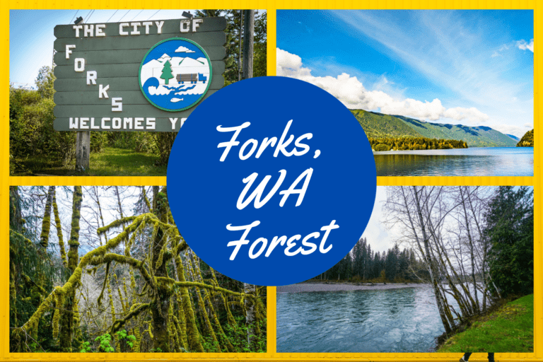 The Magic of Forks, WA Forest: A Tranquil Journey