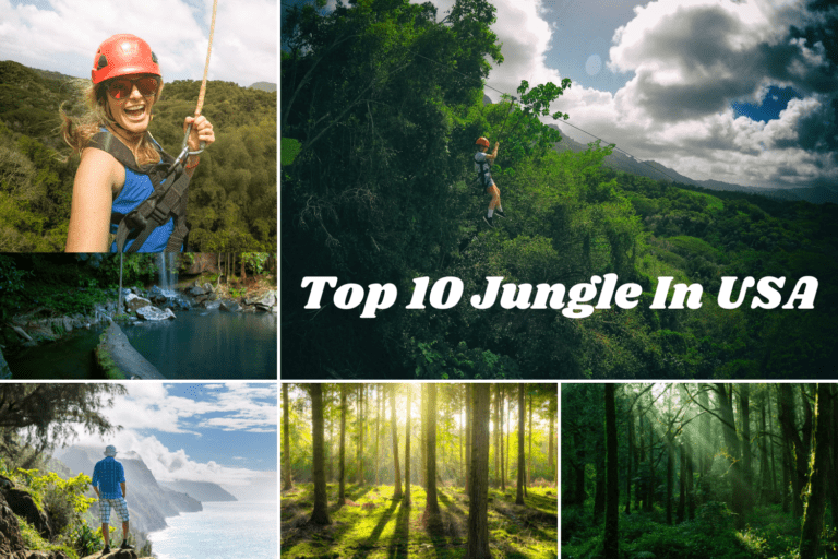 The Wonderful Top 10 Jungle In USA: Exploring Paradise