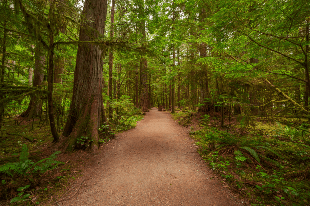 hiking trail in Olympic national park. Things To Do In Olympic National Park .