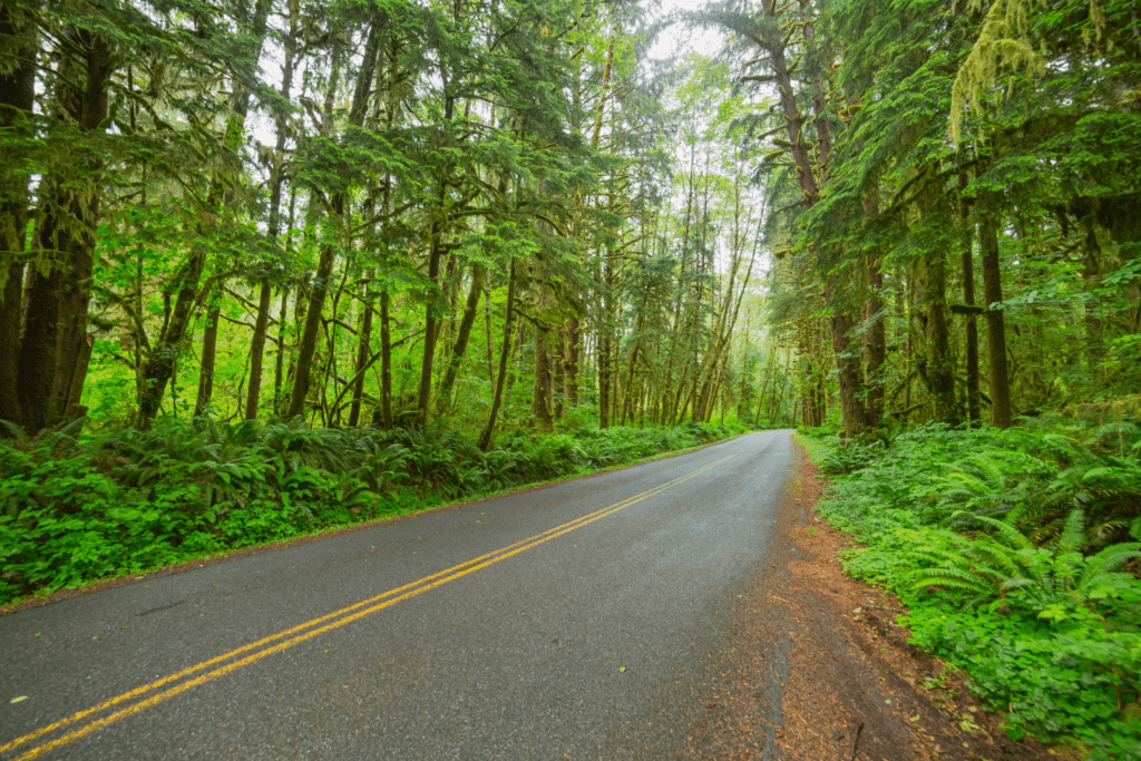 Best Entrance To Olympic National Park