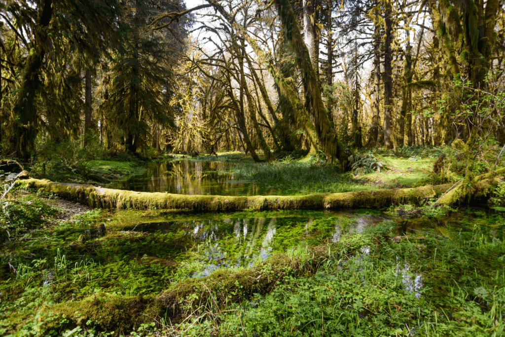 Lush Thriving Woodlands at Quinault Forks WA Forest in Olympic National Park