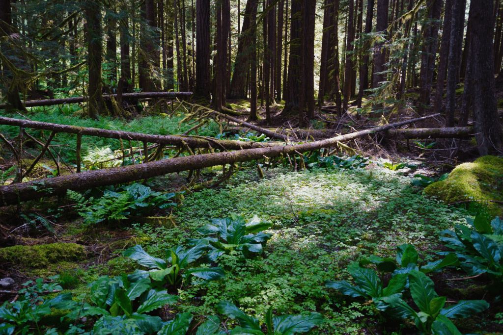 Sol Duc Valley in Forks WA Forest.