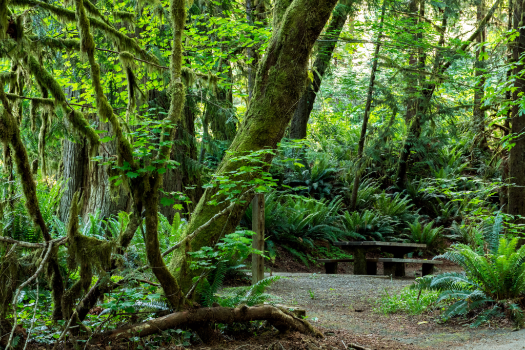 Quinault rainforest, olympic peninsula loop.