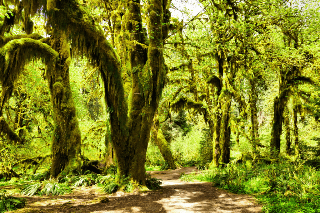 Hall of Mosses, Best Day Hikes Olympic National Park