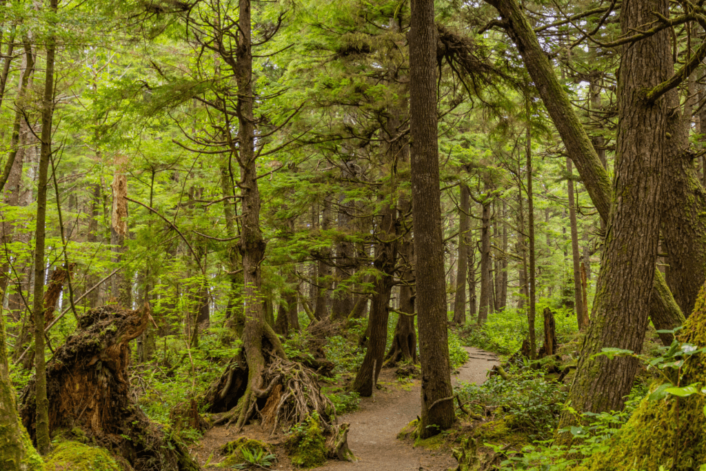 Second beach trail hike in Olympic national park