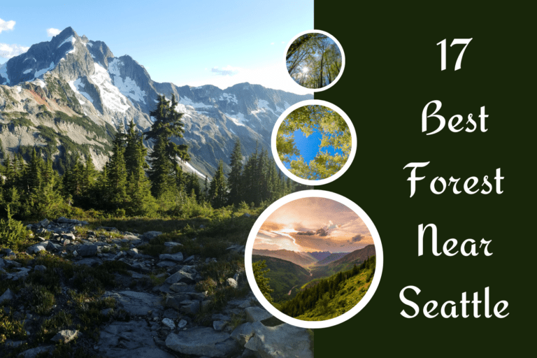 17 Best Forest Near Seattle