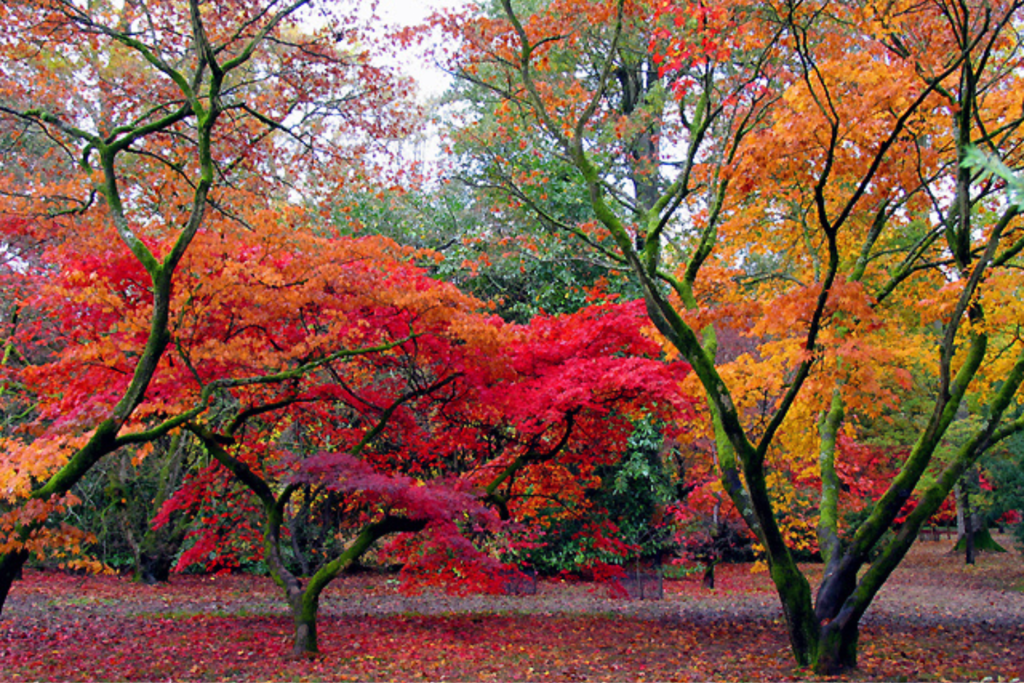 Visit Westonbirt Arboretum, things to do in the Cotswolds